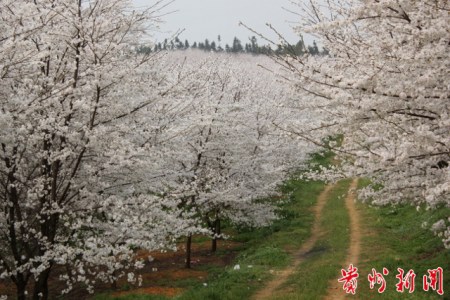 贵州平坝樱花旅游节启幕