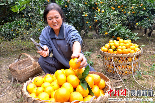 贵州余庆摘橘忙--贵州新闻网:中国新闻社贵州分