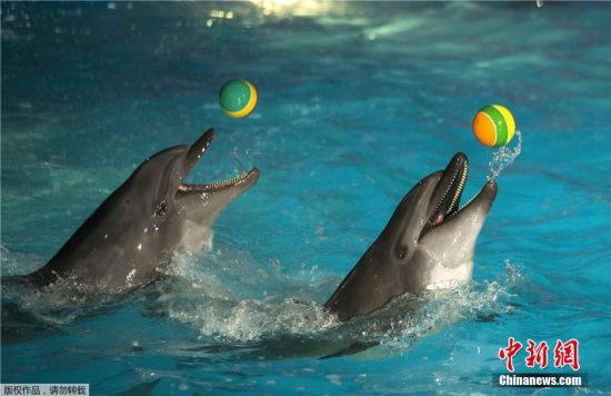 白俄罗斯动物园迎妇女节 海豚表演热闹庆祝--贵