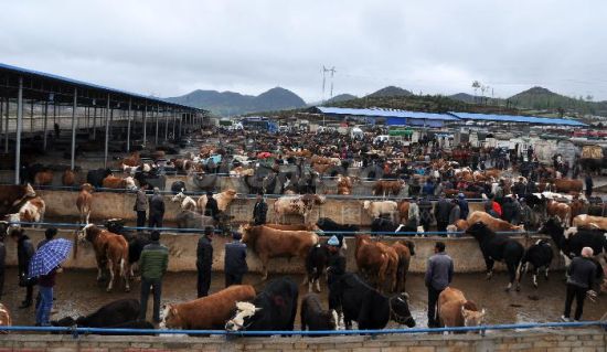 随着春耕农忙季节的到来,贵州省威宁县小海镇牲畜交易市场耕牛交易图片