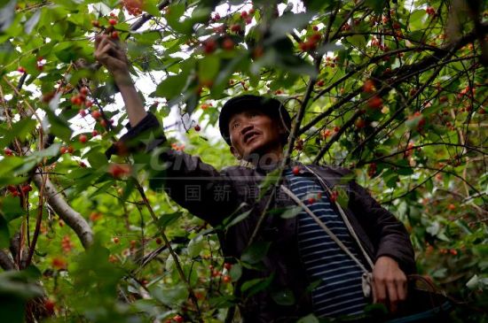 贵州毕节又到樱桃成熟季--贵州新闻网