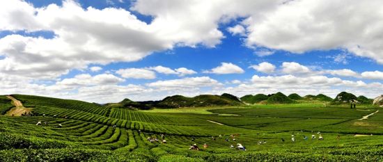 陈敏尔:努力把贵州建成茶叶大省茶业强省 让贵
