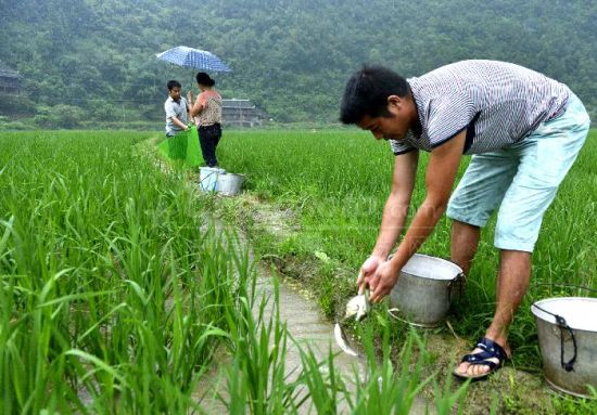 贵州黔东南州实施100万亩稻鱼生态种养工程--