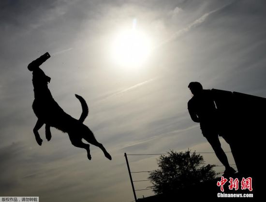 美国加州举行宠物狗跳远大赛--贵州新闻网