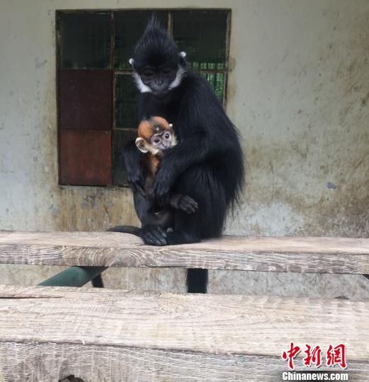 贵阳:猴类大熊猫黑叶猴宝宝芳名黔灵灵--贵州