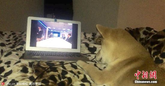 一条特立独行的狗 模仿主人坐着看视频--贵州新