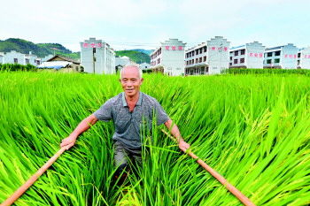 杂稻制种是岑巩富民强县的支柱产业--贵州新闻