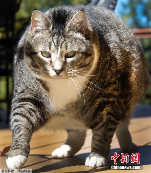 美胖猫重达14公斤成重量级网红 --贵州新闻网