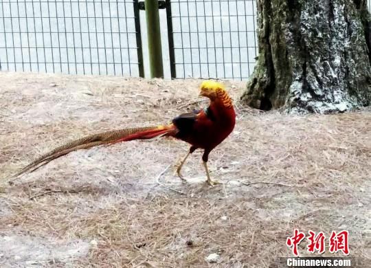 鸡年求 吉 :游客新春找鸡 讨吉祥 --贵州新闻网