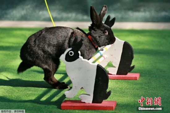 兔子参加田径比赛 挑战跨栏萌翻全场 --贵州新