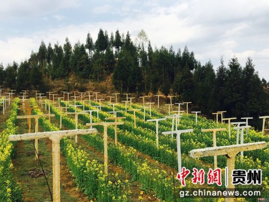贵州:农业产业结构调整激活乡村