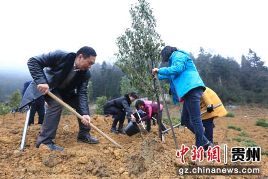 2月11日，贵州省毕节市干部群众在七星关区大新桥街道办事处殷官屯社区义务植树。 