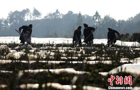 2月21日，在贵州省丹寨县扬武镇干河村中药材种植基地，苗族村民在给苗床松土。　黄晓海 摄