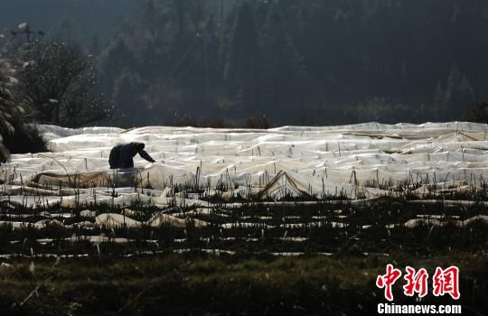 2月21日，在贵州省丹寨县扬武镇干河村中药材种植基地，苗族村民在掀开农膜给苗床透气。　黄晓海 摄