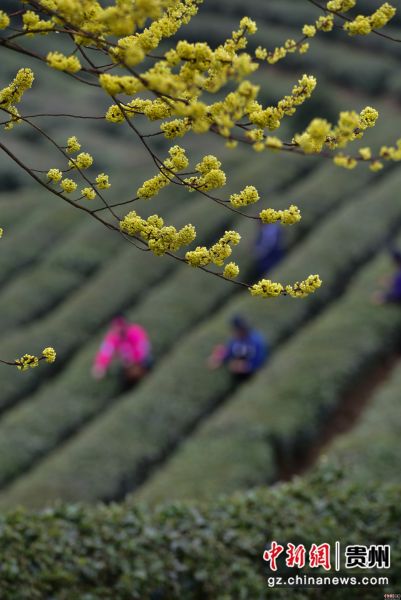 3月17日，在贵州省黔东南苗族侗族自治州丹寨县龙泉镇马寨茶园，采茶工人在采摘春茶。杨武魁 摄