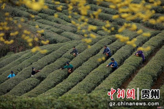 3月17日，在贵州省丹寨县龙泉镇马寨茶园，苗族村民在采摘春茶。 黄晓海 摄