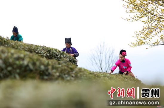 3月17日，在贵州省丹寨县龙泉镇马寨茶园，苗族村民在采摘春茶。 黄晓海 摄