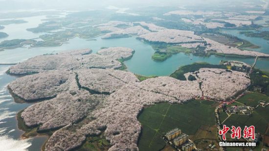 3月20日，航拍贵安新区万亩樱花园和茶叶基地。近日，位于贵州省贵安新区万亩樱花园内的樱花绽放，从空中俯瞰，花海如云似雪，蔚为壮观。中新社记者 瞿宏伦 摄