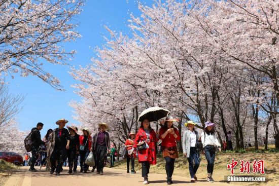 3月20日，游客在樱花园内游览。近日，位于贵州省贵安新区万亩樱花园内的樱花绽放，花海如云似雪，吸引众多市民和游客前去游览、拍照。中新社记者 瞿宏伦 摄