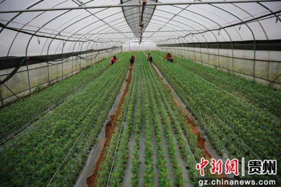 花卉种植基地位置 U238P904DT20190530100453.jpg