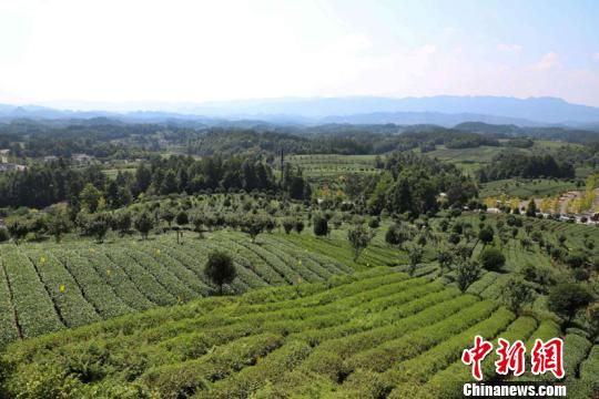 贵州思南的生态茶园。瞿宏伦 摄