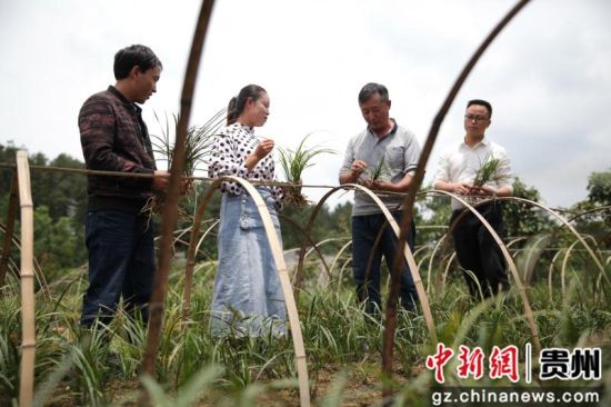 近年来，贵州省毕节市黔西县金碧镇带领群众大力发展特色种植，通过规模化、标准化作业，将兰草种植产业发展为一项扶贫产业、致富产业，带动当地农民增收。史开心 摄