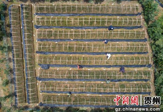 近年来，贵州省毕节市黔西县金碧镇带领群众大力发展特色种植，通过规模化、标准化作业，将兰草种植产业发展为一项扶贫产业、致富产业，带动当地农民增收。史开心 摄