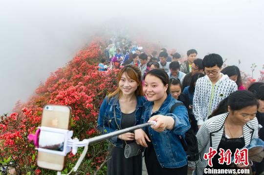 图为游客在丹寨龙泉山赏杜鹃花。 贺俊怡 摄