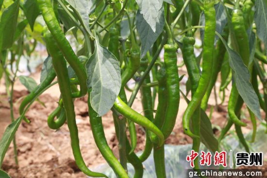 2019年7月3日，贵州省毕节市黔西县协和镇爱国村种植的辣椒。