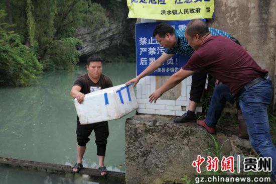 2019年7月3日晚，贵州省毕节市黔西县洪水镇洪箐村村民韩龙在洪水镇境内逢水河段误捉到一条娃娃鱼。