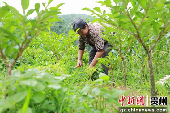 7月4日，贵州省毕节市黔西县红林乡瓦房村民在田间管理魔芋。 