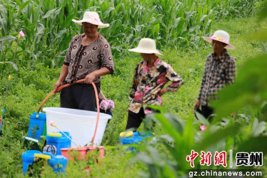 7月4日，贵州省毕节市黔西县红林乡瓦房村民在田间管理魔芋。 