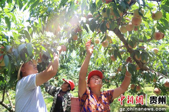贵州省毕节市黔西县锦星镇红旗村，村民正在帮王维友家采摘艳红桃。