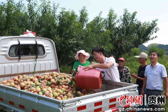 贵州省毕节市黔西县锦星镇红旗村，客商开着车到王维友家桃树林里收购艳红桃。