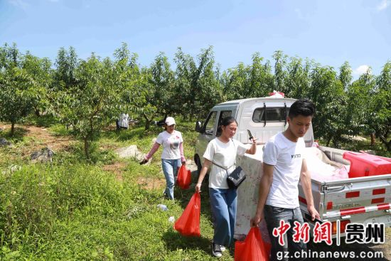 贵州省毕节市黔西县锦星镇红旗村，游客在王维友种植的艳红桃基地里采摘桃子归来。