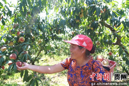 贵州省毕节市黔西县锦星镇红旗村村民开心地帮王维友家采摘艳红桃。
