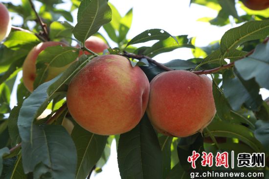 贵州省毕节市黔西县锦星镇红旗村村民王维友家种植的艳红桃。