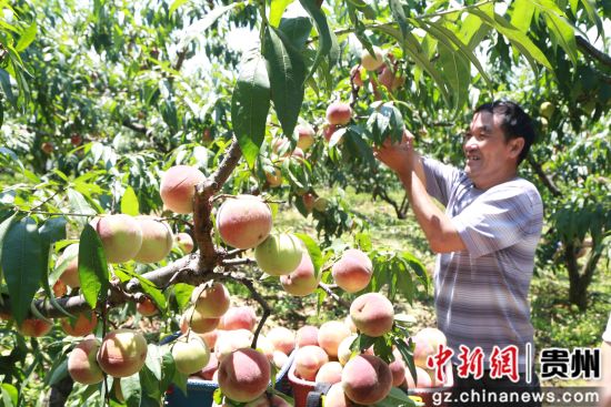 贵州省毕节市黔西县锦星镇红旗村村民王维友在采摘艳红桃。