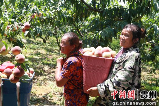 贵州省毕节市黔西县锦星镇红旗村村民正在帮王维友家采收艳红桃。