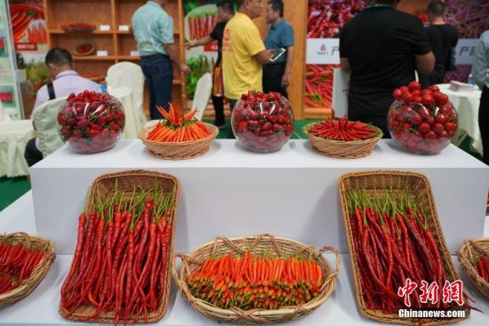 8月17日，辣博会上展出的不同品种的辣椒。当日，主题为“生态贵椒·香辣天下”的第四届贵州·遵义国际辣椒博览会在遵义市开幕。中新社记者 贺俊怡 摄